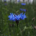 Bleuet