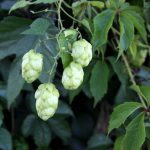 Free picture (Hop plant) from https://torange.biz/hop-plant-21841