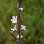 Verveine