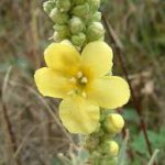 Bouillon blanc Fleur