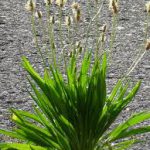 Plantain 1