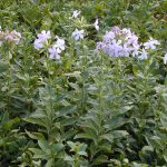 Saponaire officinale