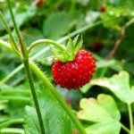 Fraise des bois