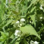 Lamier blanc