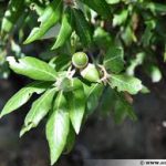 Chêne vert ou faux Houx