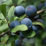 Prunellier