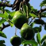 Avocat