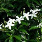 Jasmin