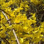 Forsythia
