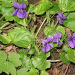 Violette