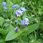 Myosotis