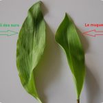 Ail des ours + Muguet