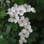 Aubépine