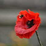 Copquelicot