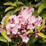 Kalmia ou Laurier des montagnes