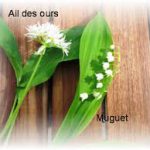 Ail des ours + MuguetAil des Ours + Muguet