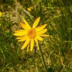 Arnica