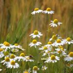 Camomile Matricaire