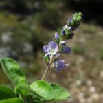 Véronique officinale