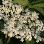 Sureau en fleur