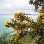 Fleurs d'Ajonc
