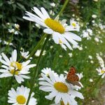 Marguerite