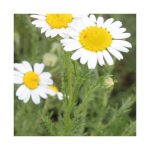 Camomille Romaine ou Noble