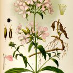 Planche de la saponaire