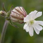 Siléne enflé